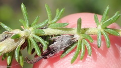 Aspalathus opaca rostriloba