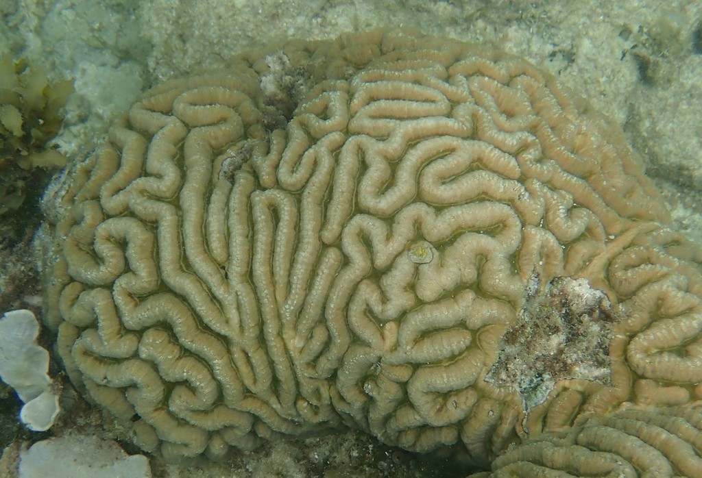 Lobophyllia radians