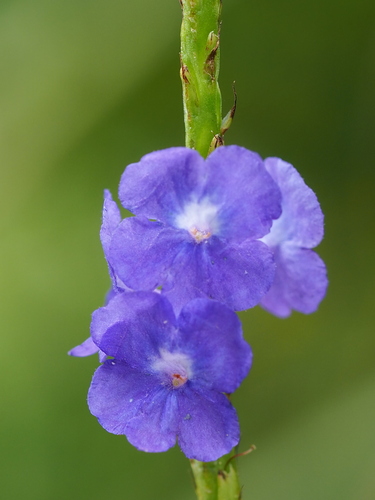 Nettleleaf Velvetberry (Stachytarpheta urticifolia)