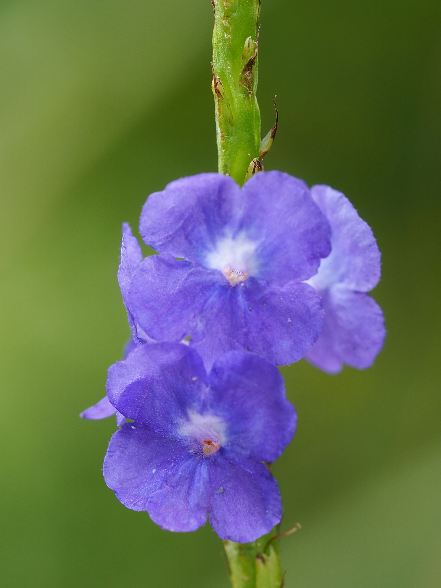 Nettleleaf Velvetberry (Stachytarpheta urticifolia)