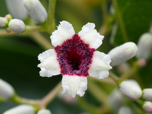 Paederia foetida