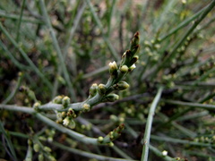 Thesium flexuosum