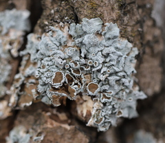 Pleurosticta acetabulum