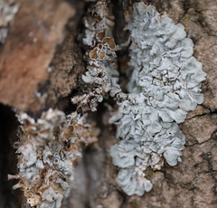 Pleurosticta acetabulum