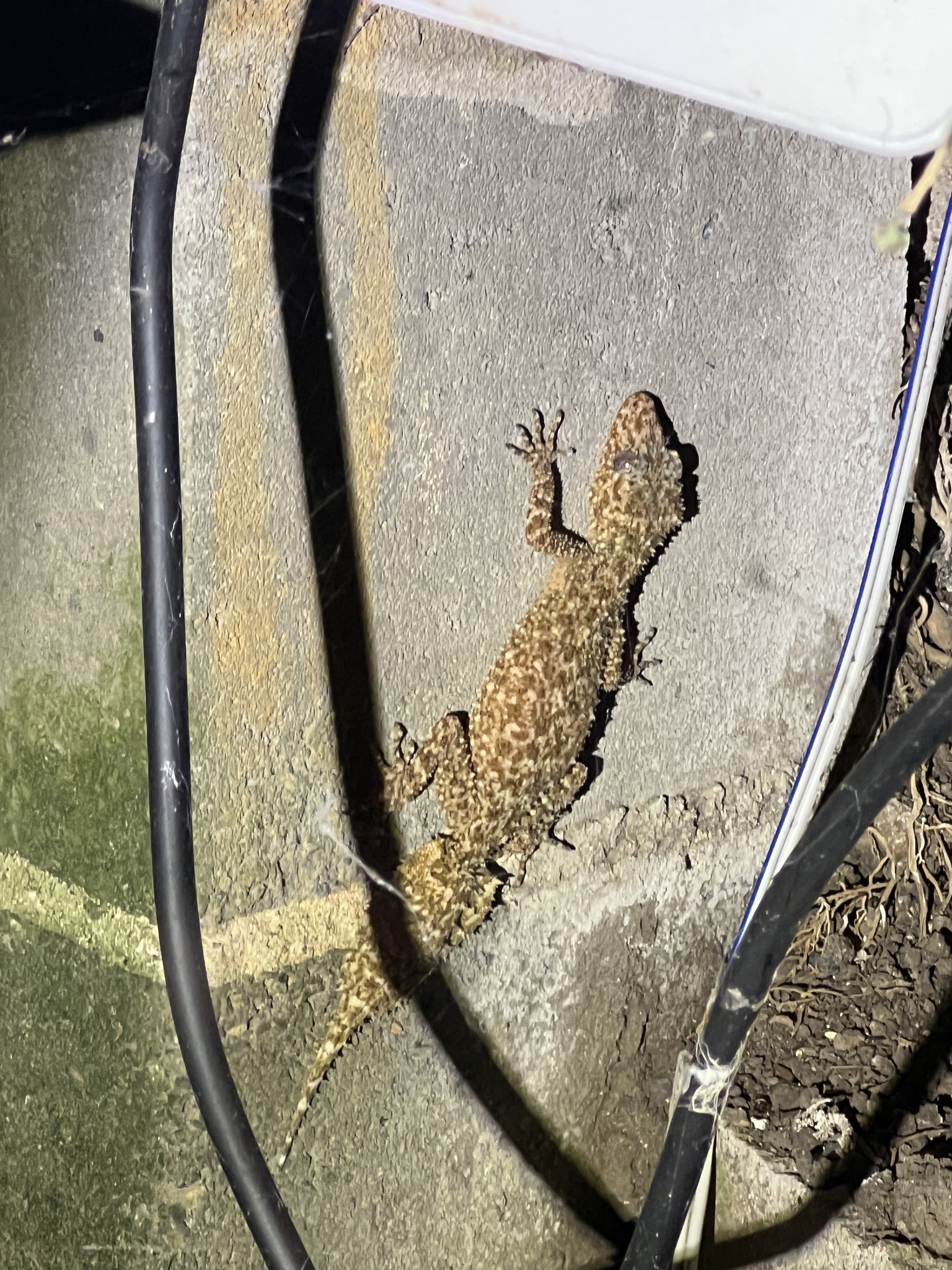 Phyllurus platurus (Shaw, 1790)
