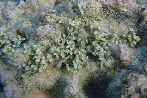Caulerpa serrulata observed 2025-12-25
