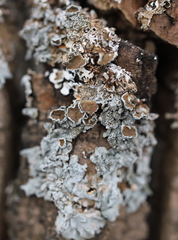 Pleurosticta acetabulum