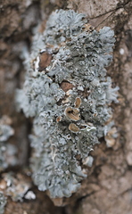 Pleurosticta acetabulum