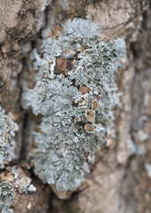 Pleurosticta acetabulum