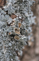 Pleurosticta acetabulum