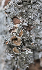 Pleurosticta acetabulum