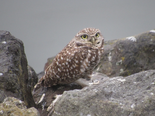 View observation of {o.common_name} on iNaturalist