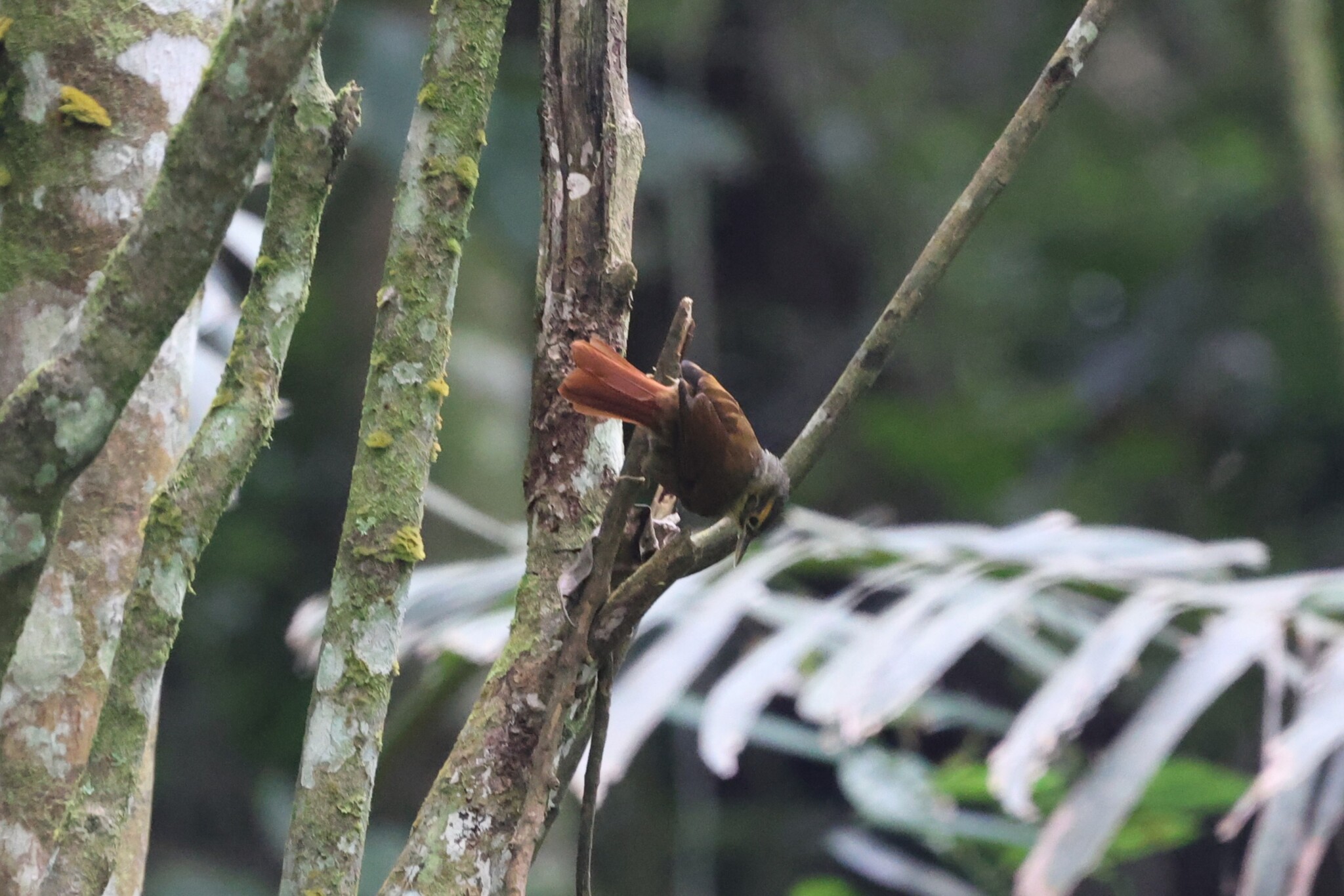 Scaly-throated Foliage-gleaner (Anabacerthia variegaticeps), photo 3