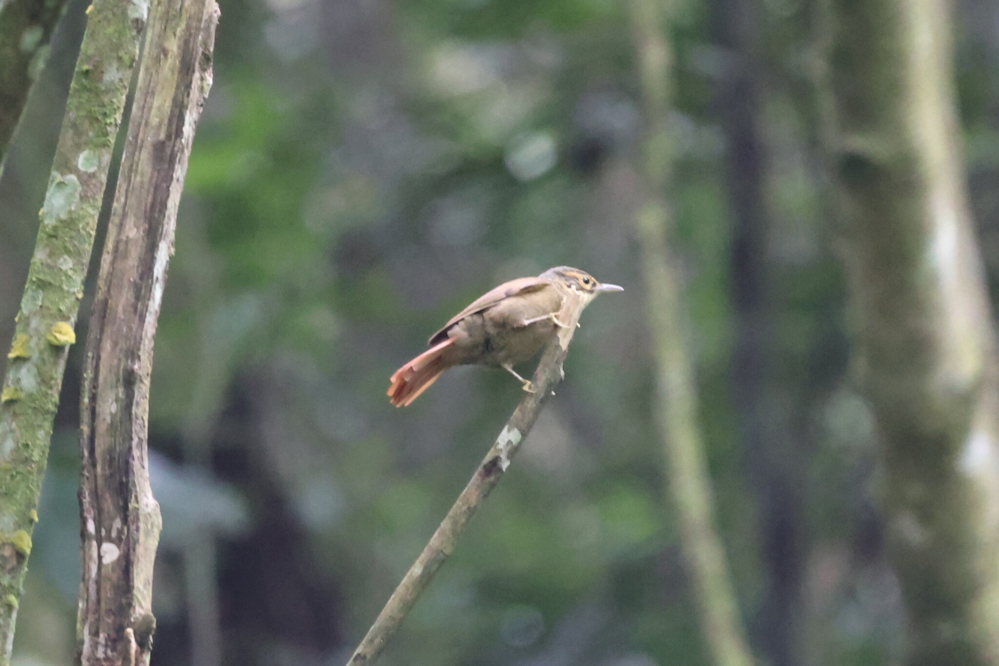 Scaly-throated Foliage-gleaner (Anabacerthia variegaticeps), photo 4