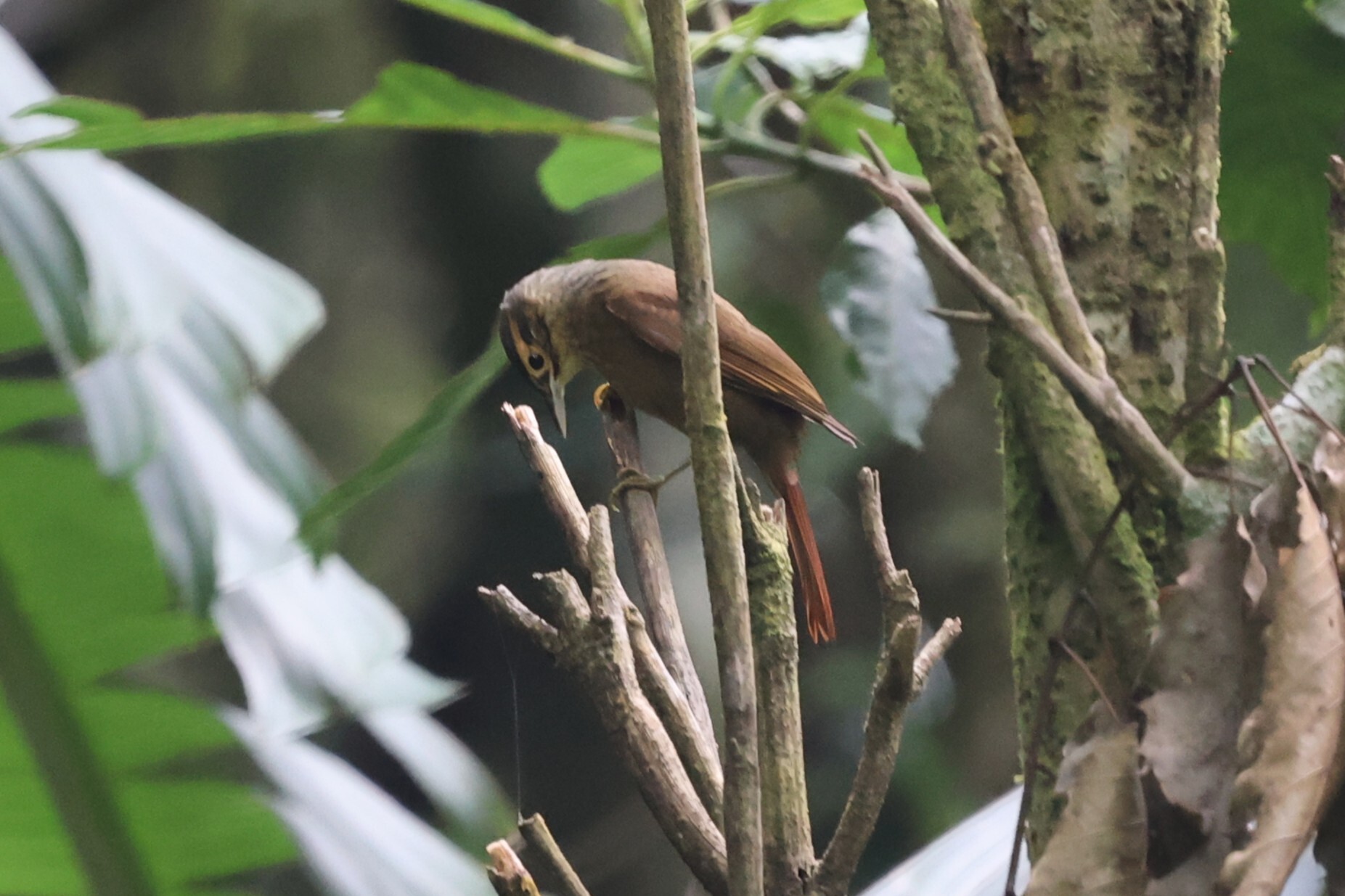 Scaly-throated Foliage-gleaner (Anabacerthia variegaticeps), photo 5