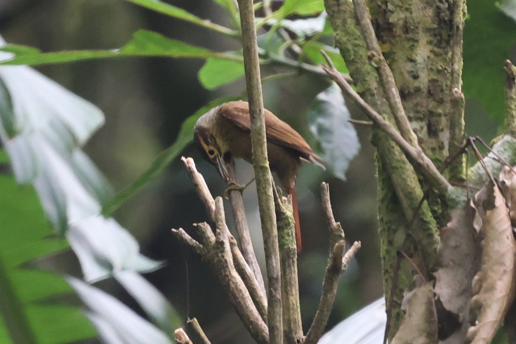 Scaly-throated Foliage-gleaner (Anabacerthia variegaticeps), photo 6