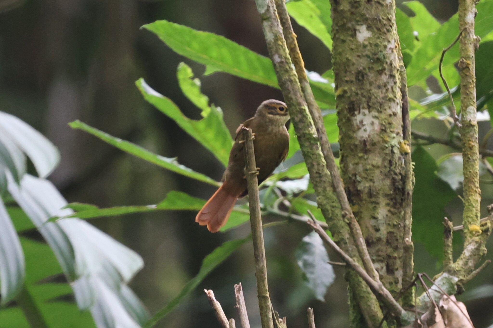 Scaly-throated Foliage-gleaner (Anabacerthia variegaticeps), photo 8