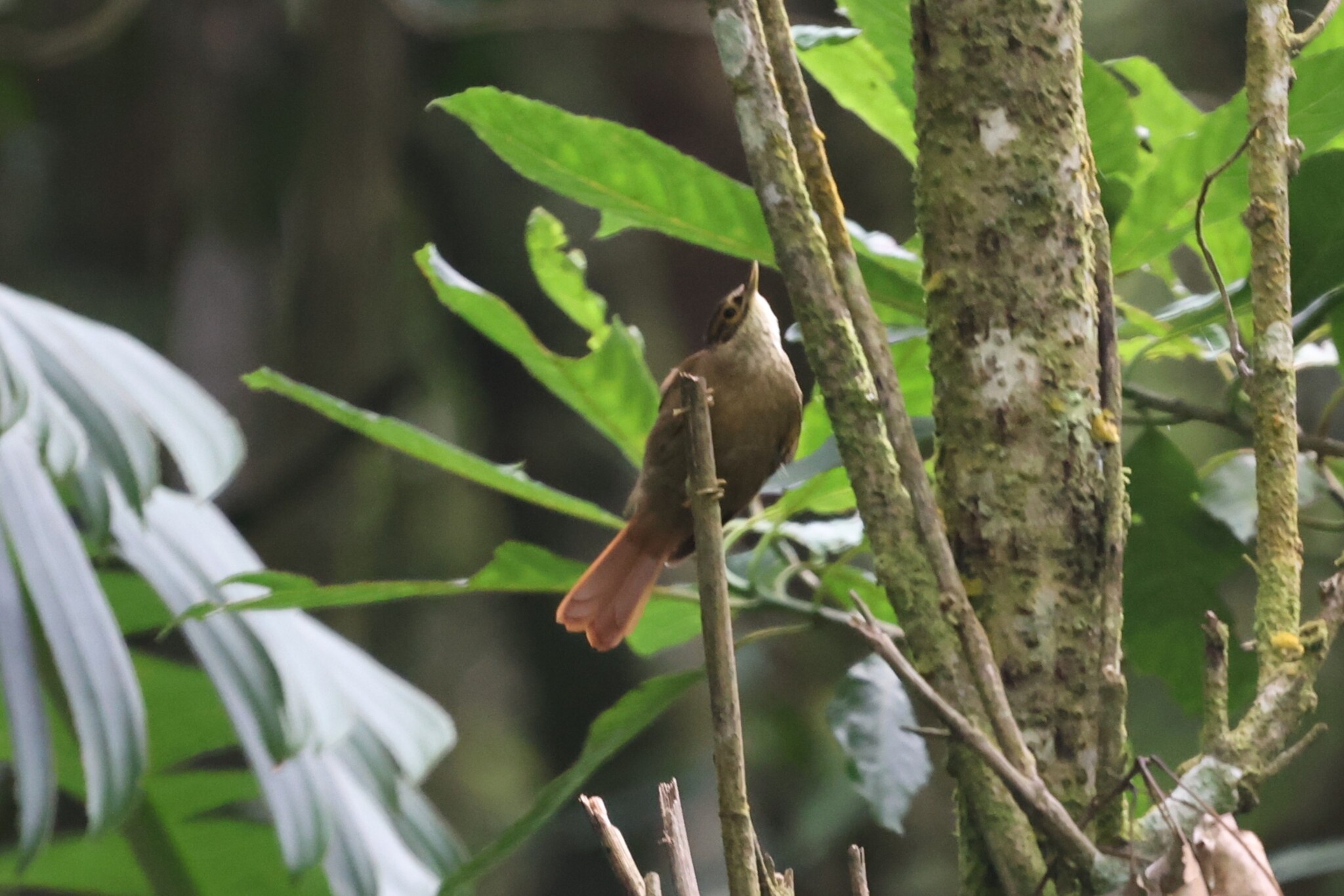 Scaly-throated Foliage-gleaner (Anabacerthia variegaticeps), photo 7