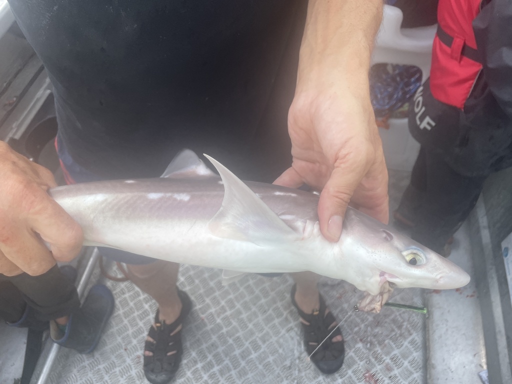 Doornhaai (Squalus acanthias) — Squalidae