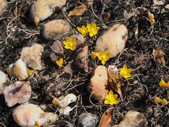 Ornithogalum rupestre
