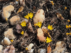 Ornithogalum rupestre