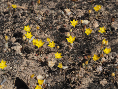 Ornithogalum rupestre