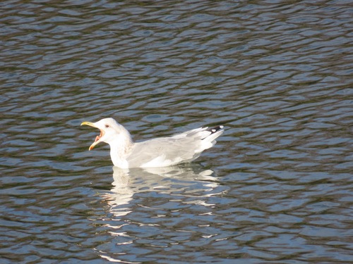 Vega Gull (Larus vegae)