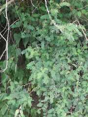 Vachellia campechiana
