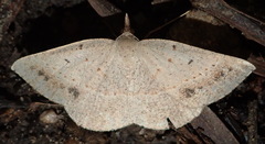 Conolophia aemula
