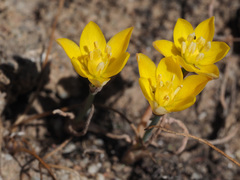 Ornithogalum rupestre