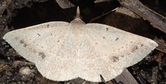 Conolophia aemula
