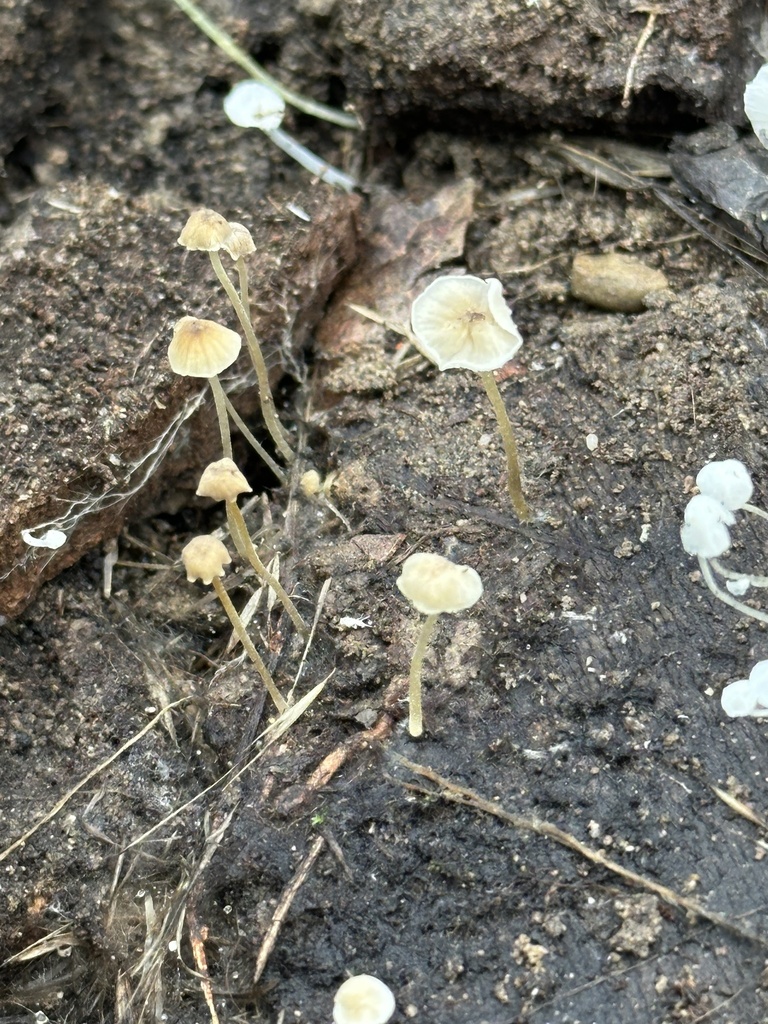 Phloeomana speirea · December 2025 · photo: © irinamitine (iNaturalist, cc-by)