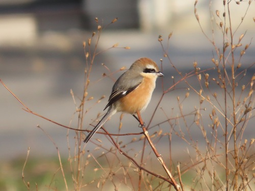 Bull-headed Shrike (Lanius bucephalus)