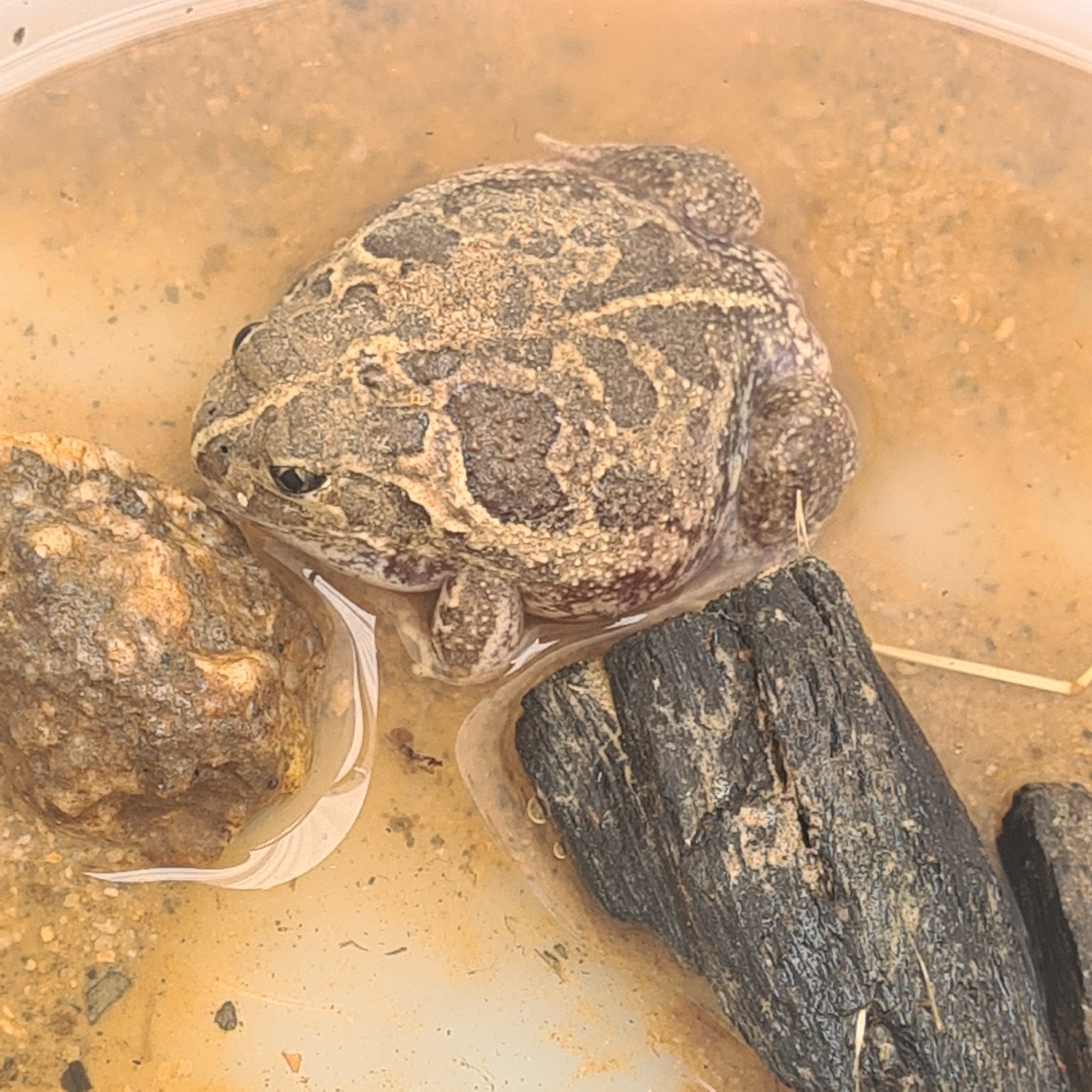 Neobatrachus sudelli (Lamb, 1911)