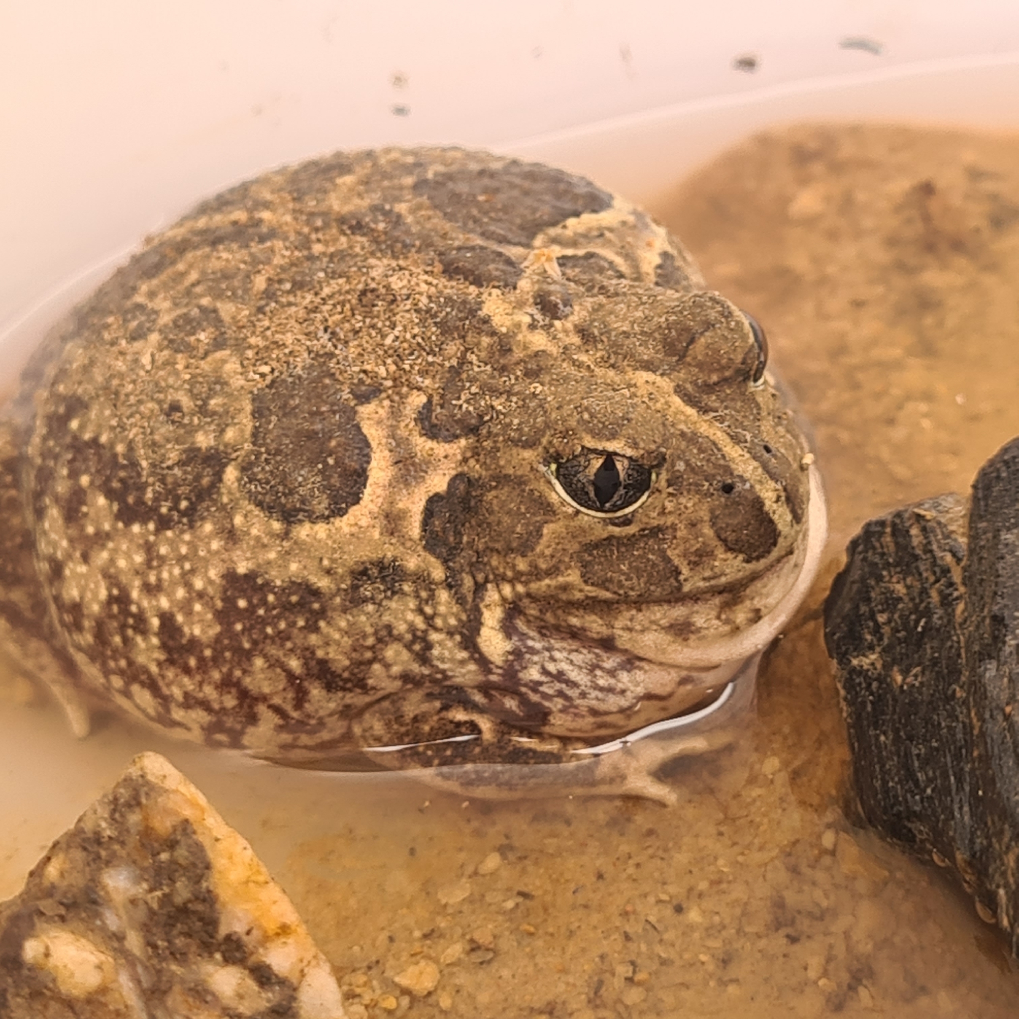 Neobatrachus sudelli (Lamb, 1911)