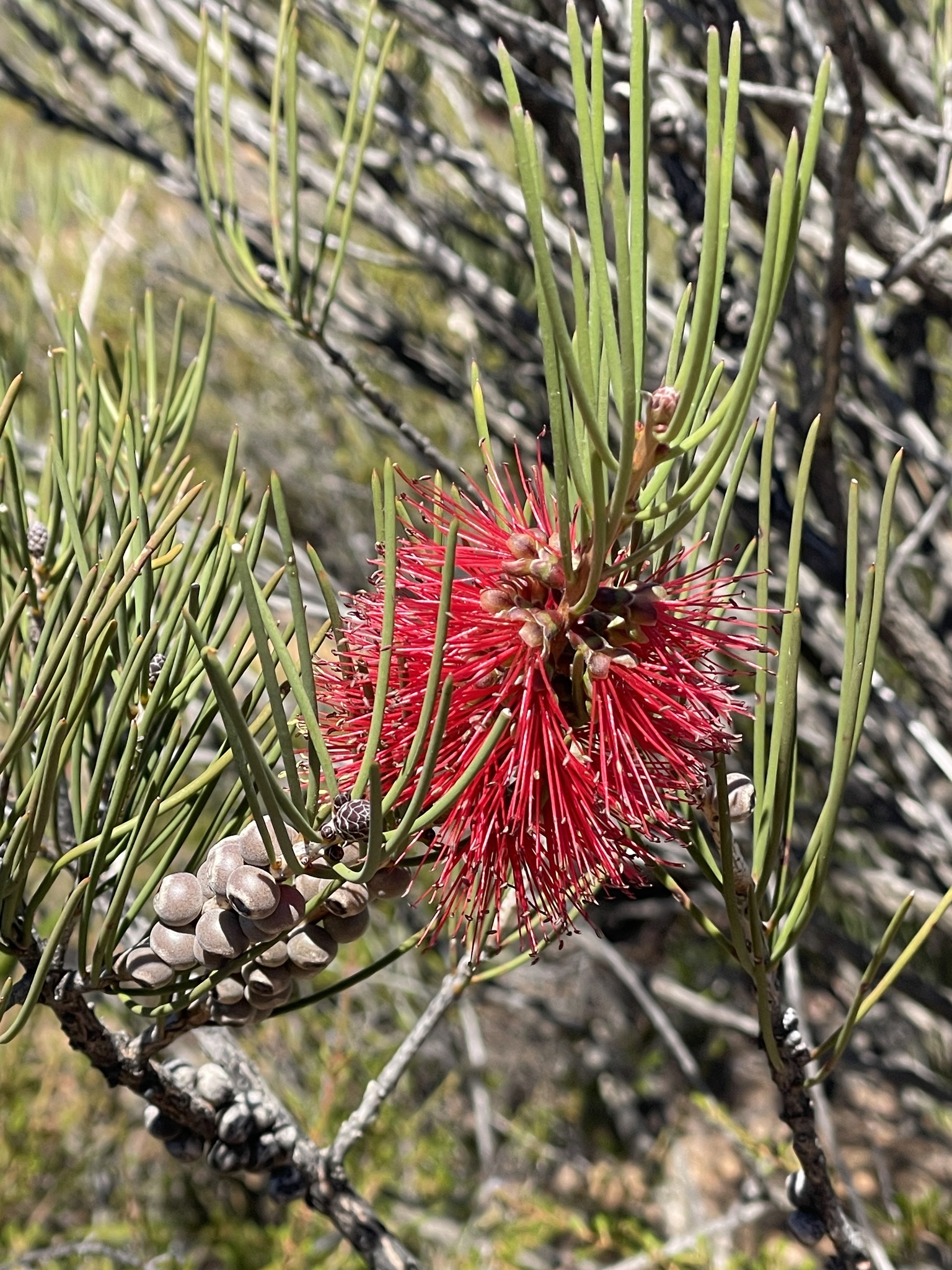 Bottlebrush