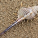 寶島骨螺 - Photo 由 Peter Preus 所上傳的 (c) Peter Preus，保留部份權利CC BY