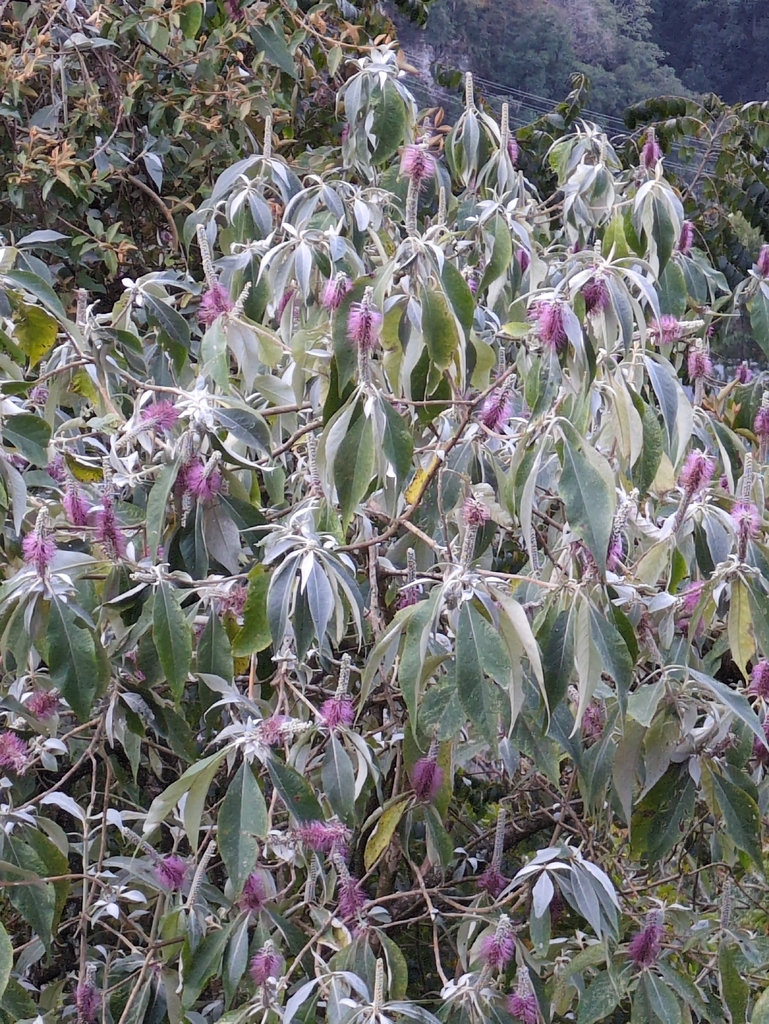 Bạch tiền – Leucosceptrum canum