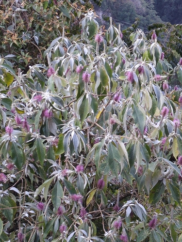 Leucosceptrum canum