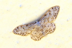 Idaea camparia