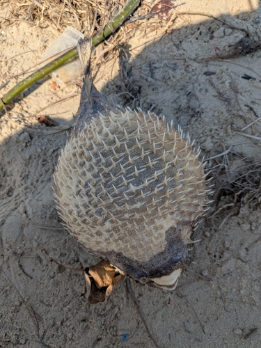 Black-blotched porcupinefish (Diodon liturosus) — Diodontidae