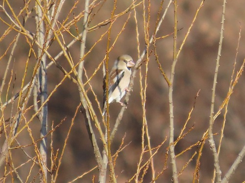 Hawfinch (Coccothraustes coccothraustes), photo 7