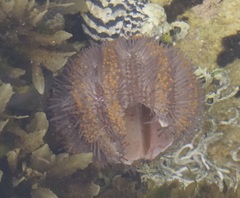 Holopneustes purpurascens image