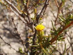 Marasmodes schlechteri