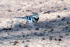 Dendronanthus indicus