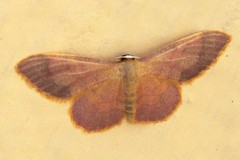 Idaea ostrinaria