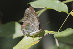 Adoliadini