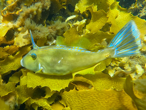 Freycinet's leatherjacket (Meuschenia freycineti) — Monacanthidae