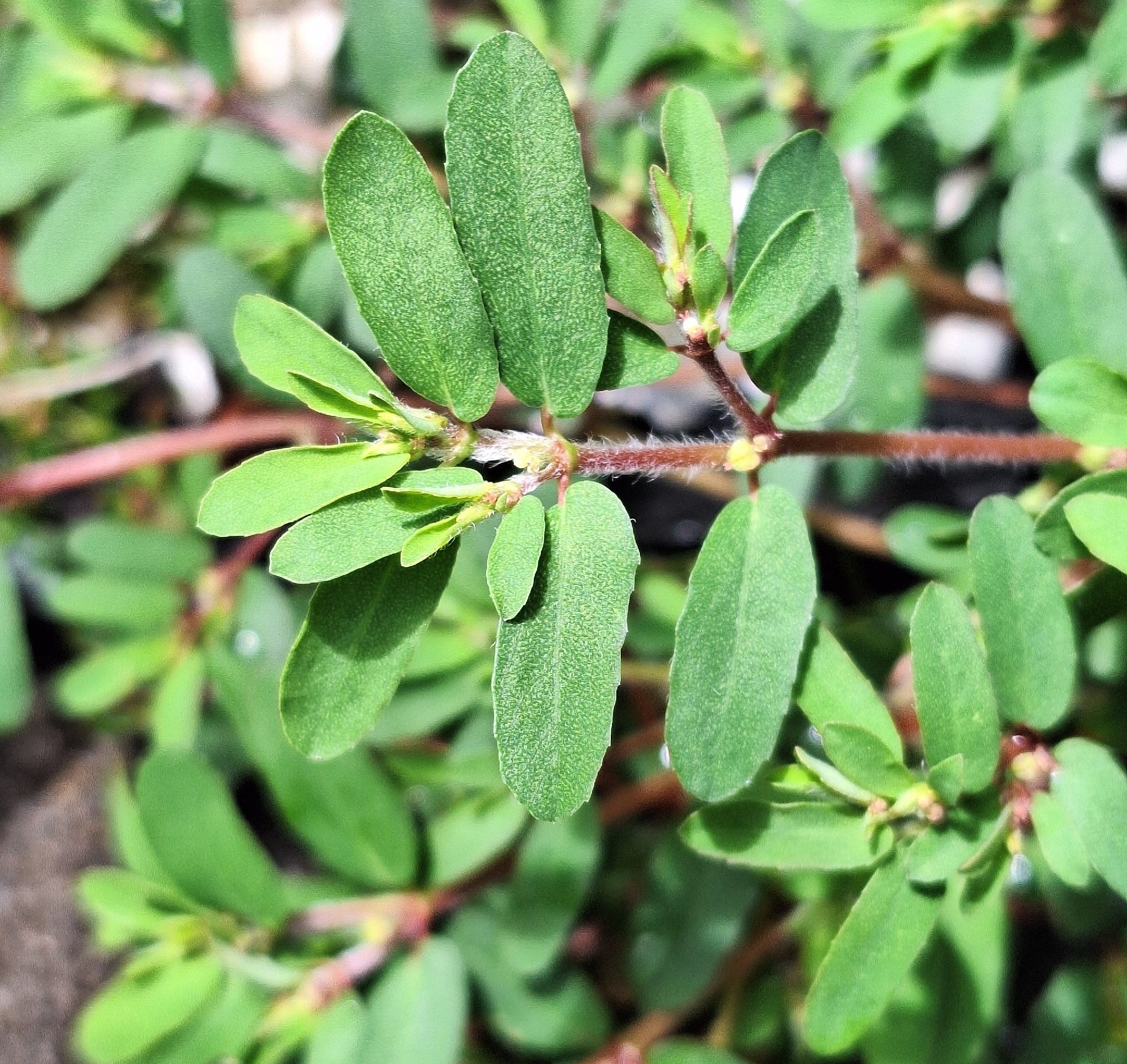 Euforbia manchada