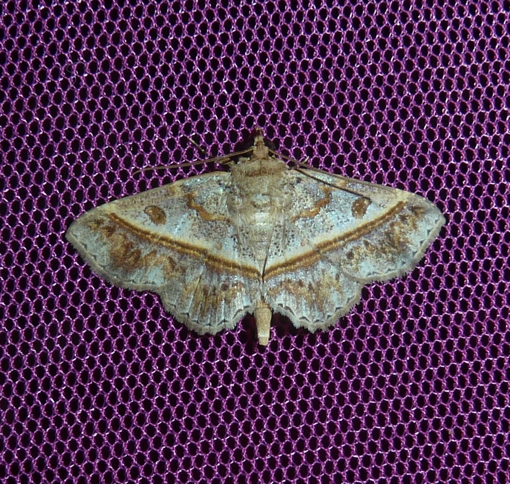 Antiblemma juruana